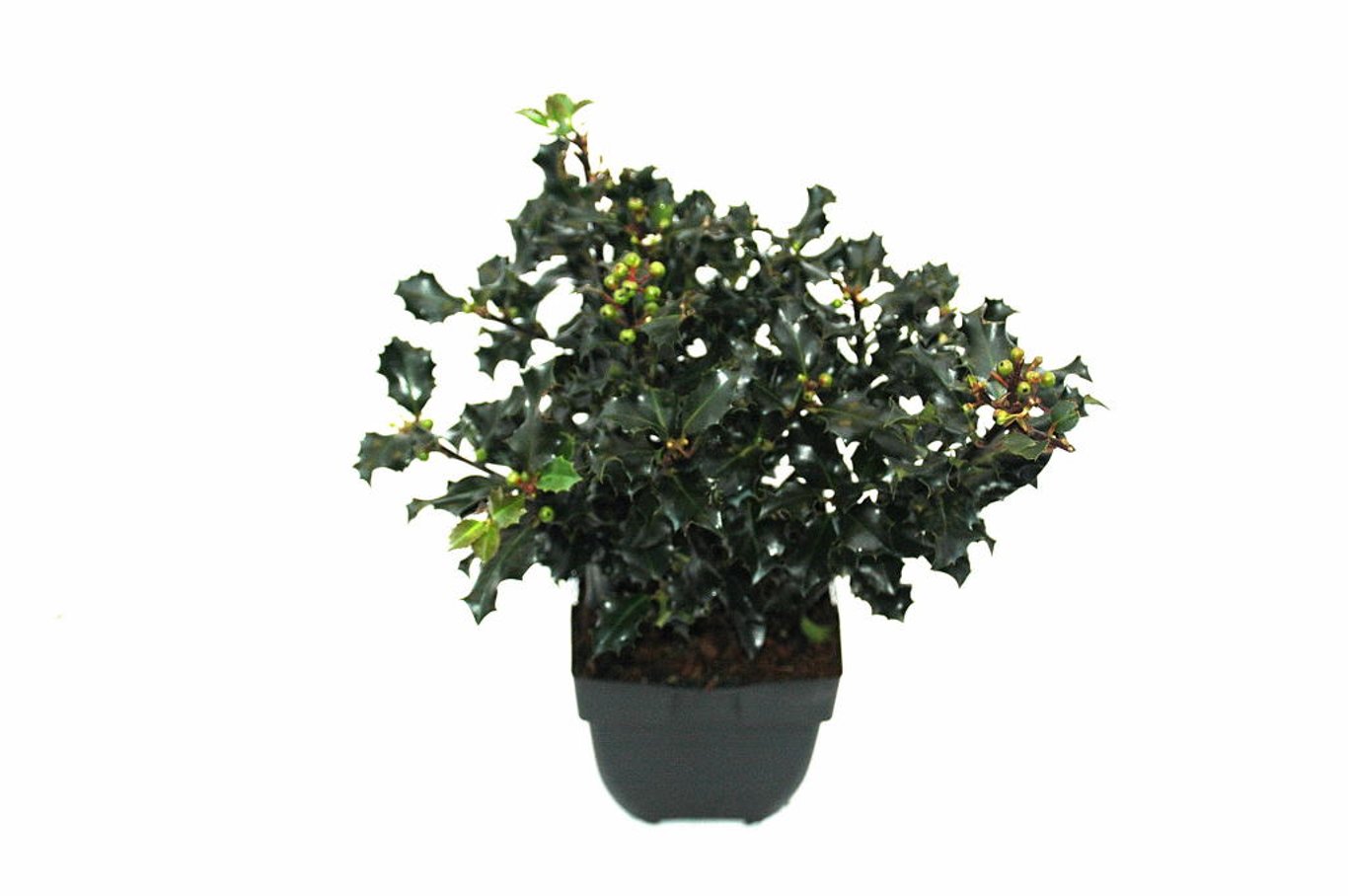 Ilex meserv. 'Blue Angel' - C2